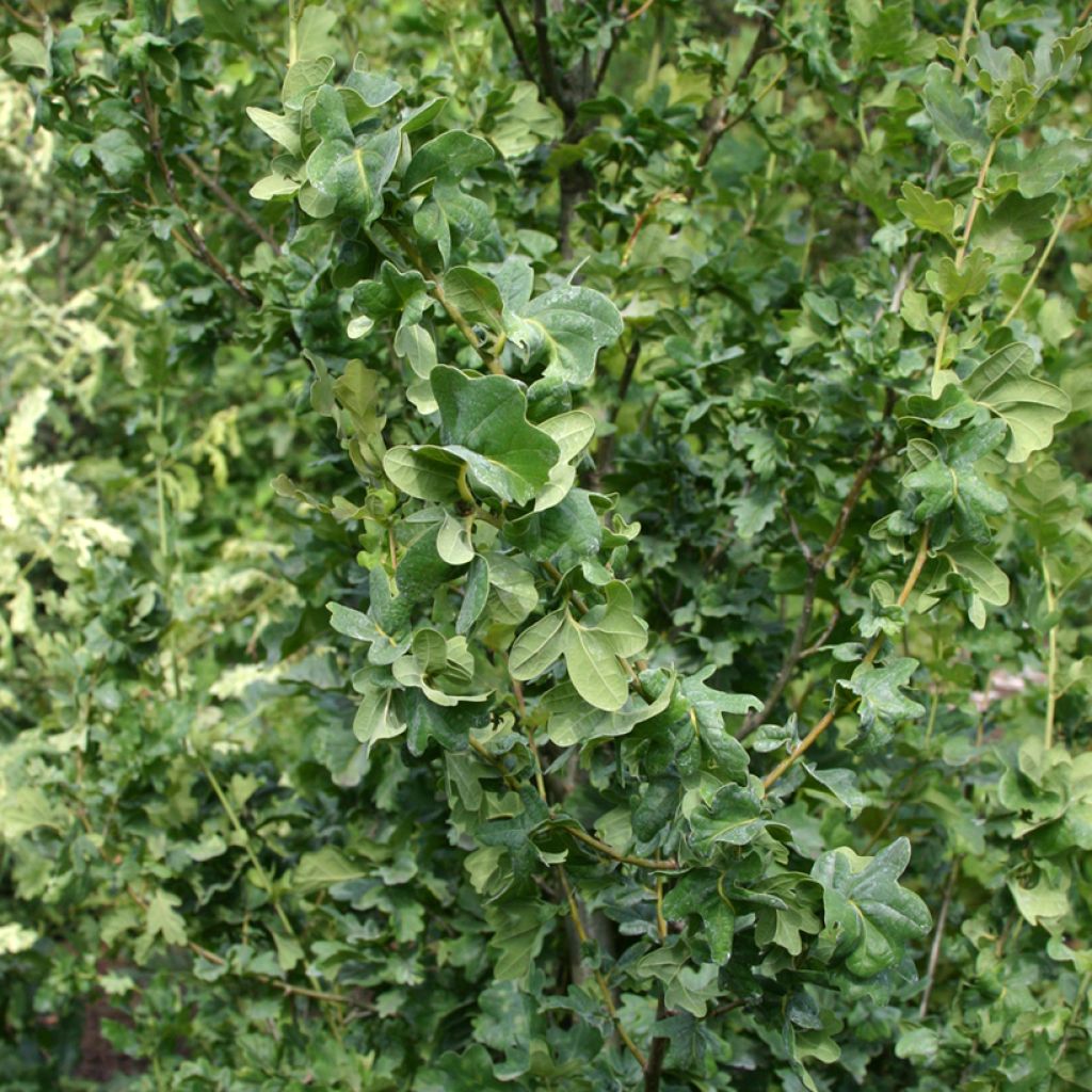 Quercus robur Facrist - Zomereik