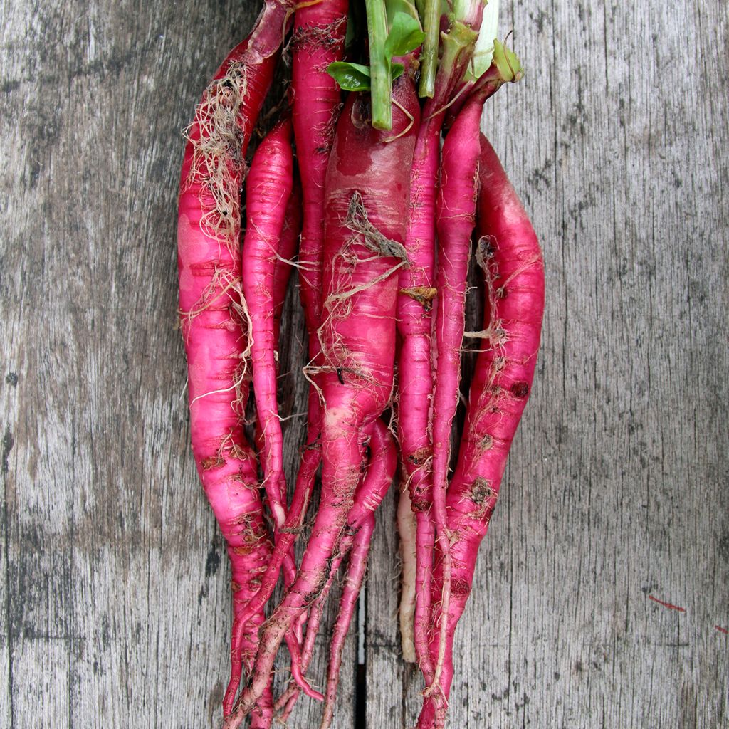 Radijs Candela di Fuoco