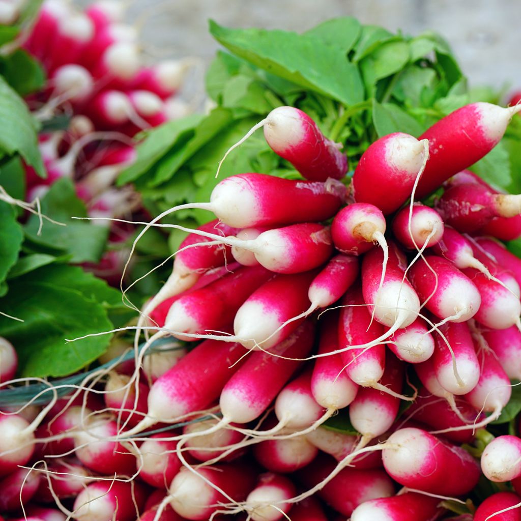 Radijs French Breakfast BIO