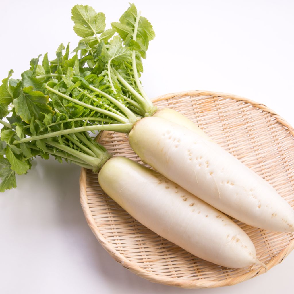 Daikon April Cross F1 - Vilmorin