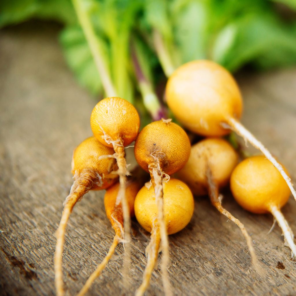 Radijs Jaune d'Or Ovale