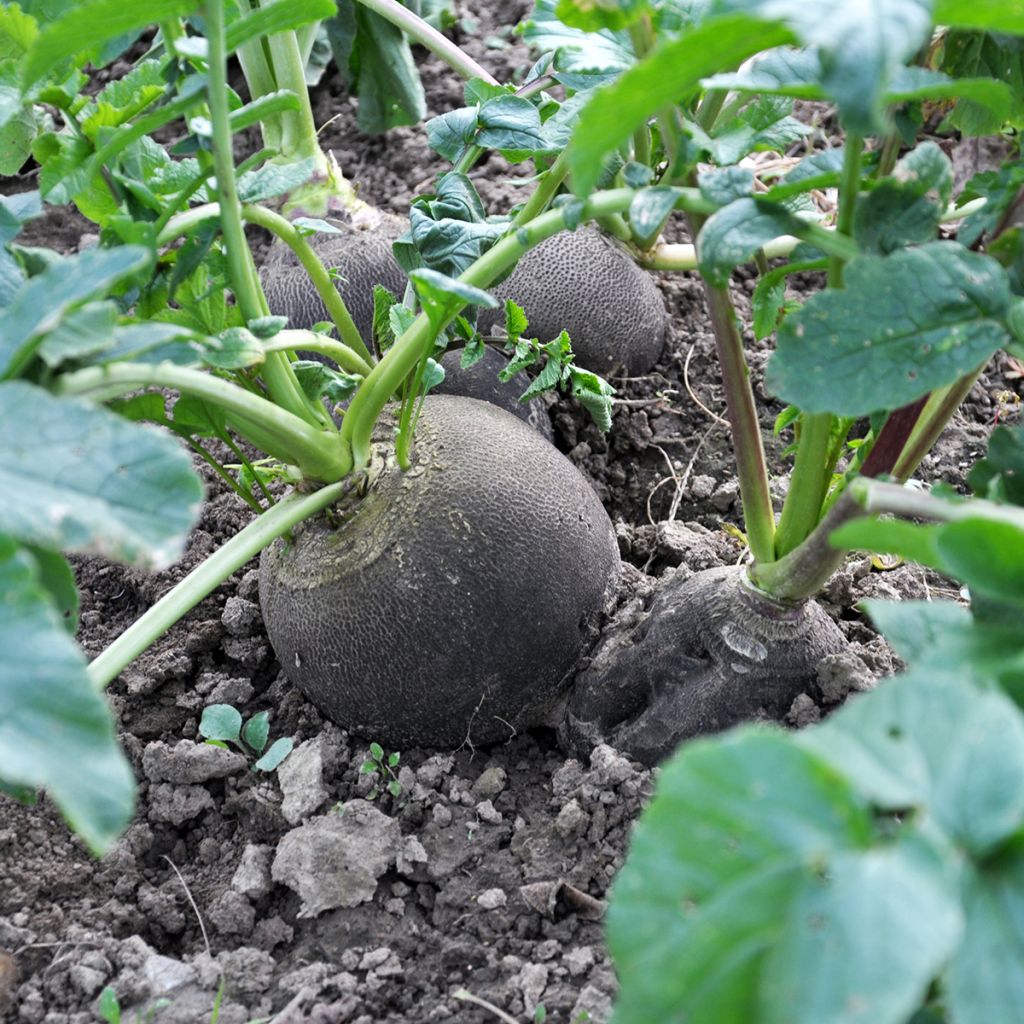 Rammenas Grote ronde winter