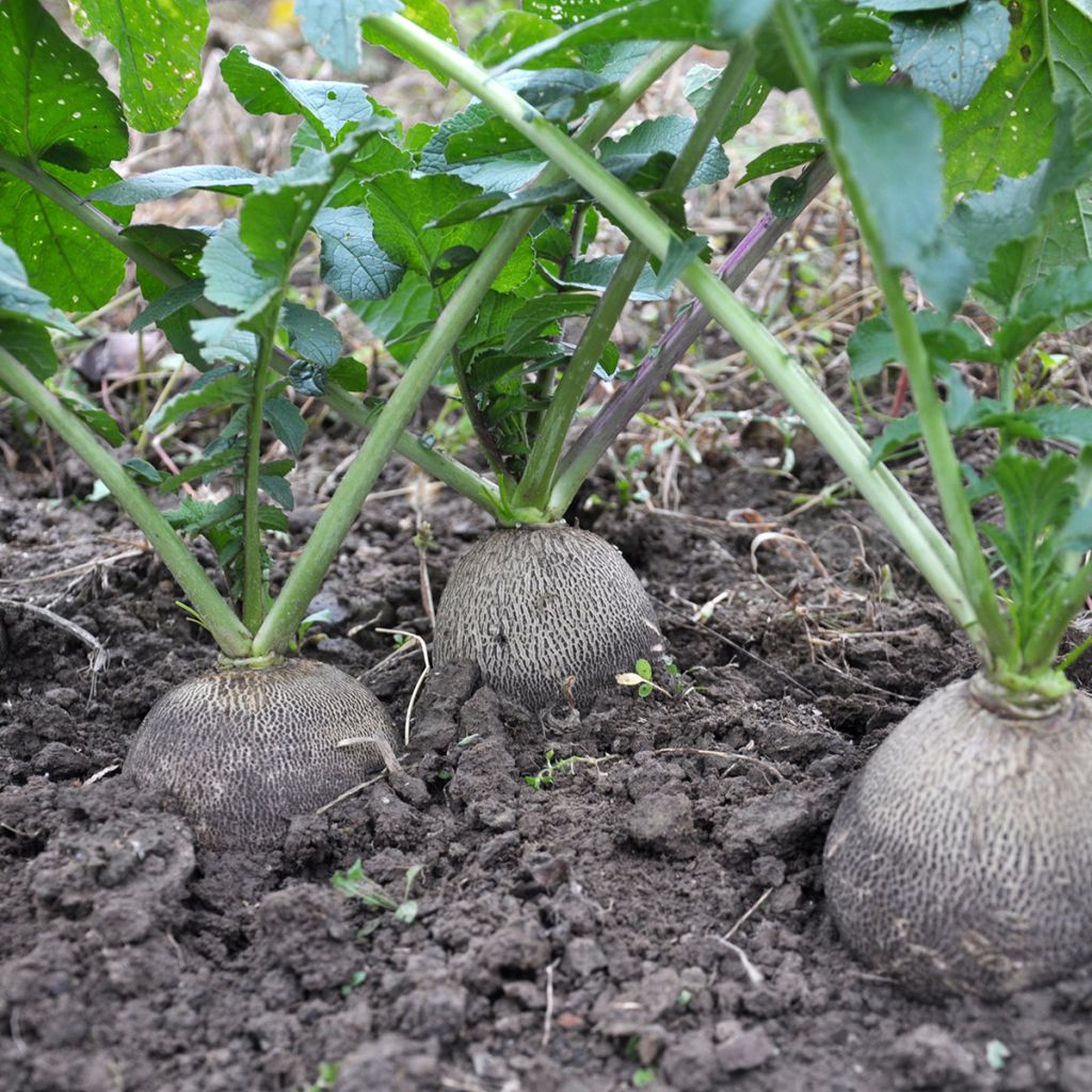 Rammenas Grote ronde winter