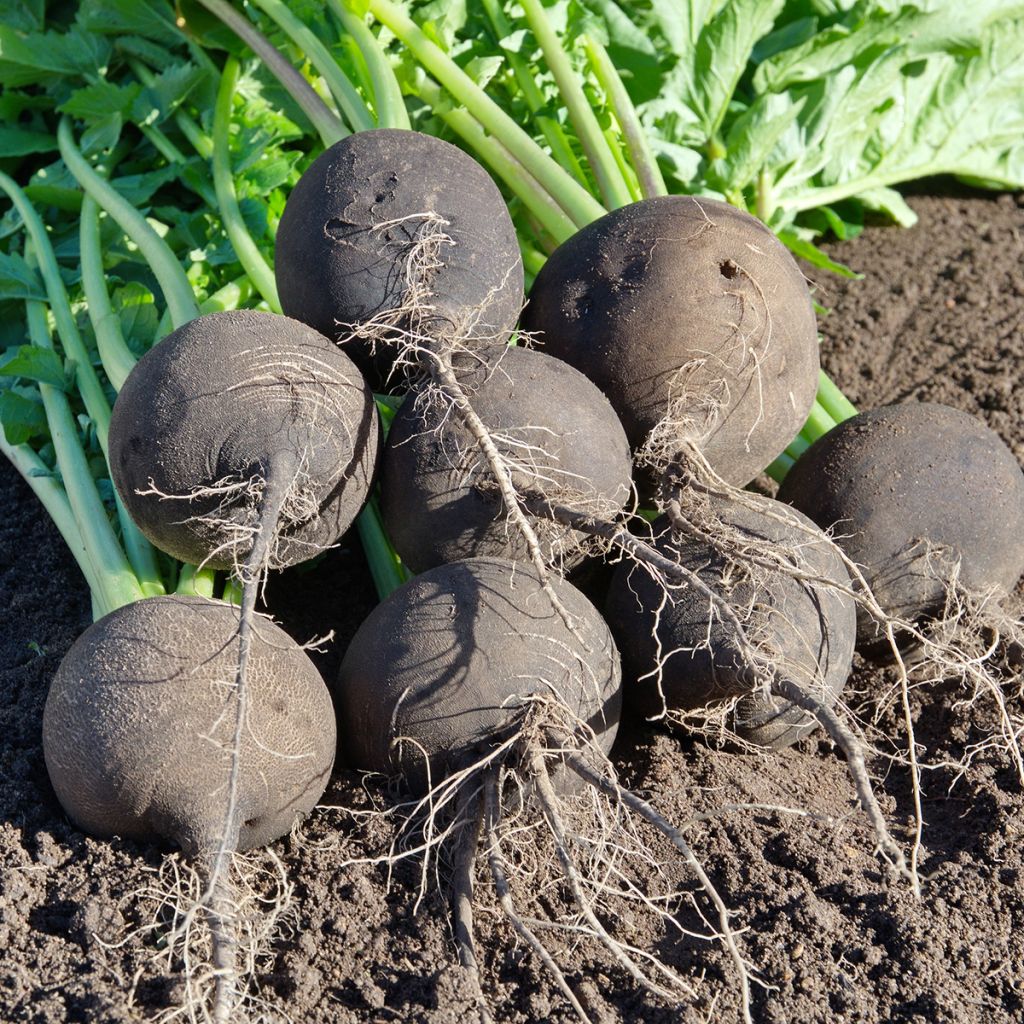 Rammenas Grote ronde winter