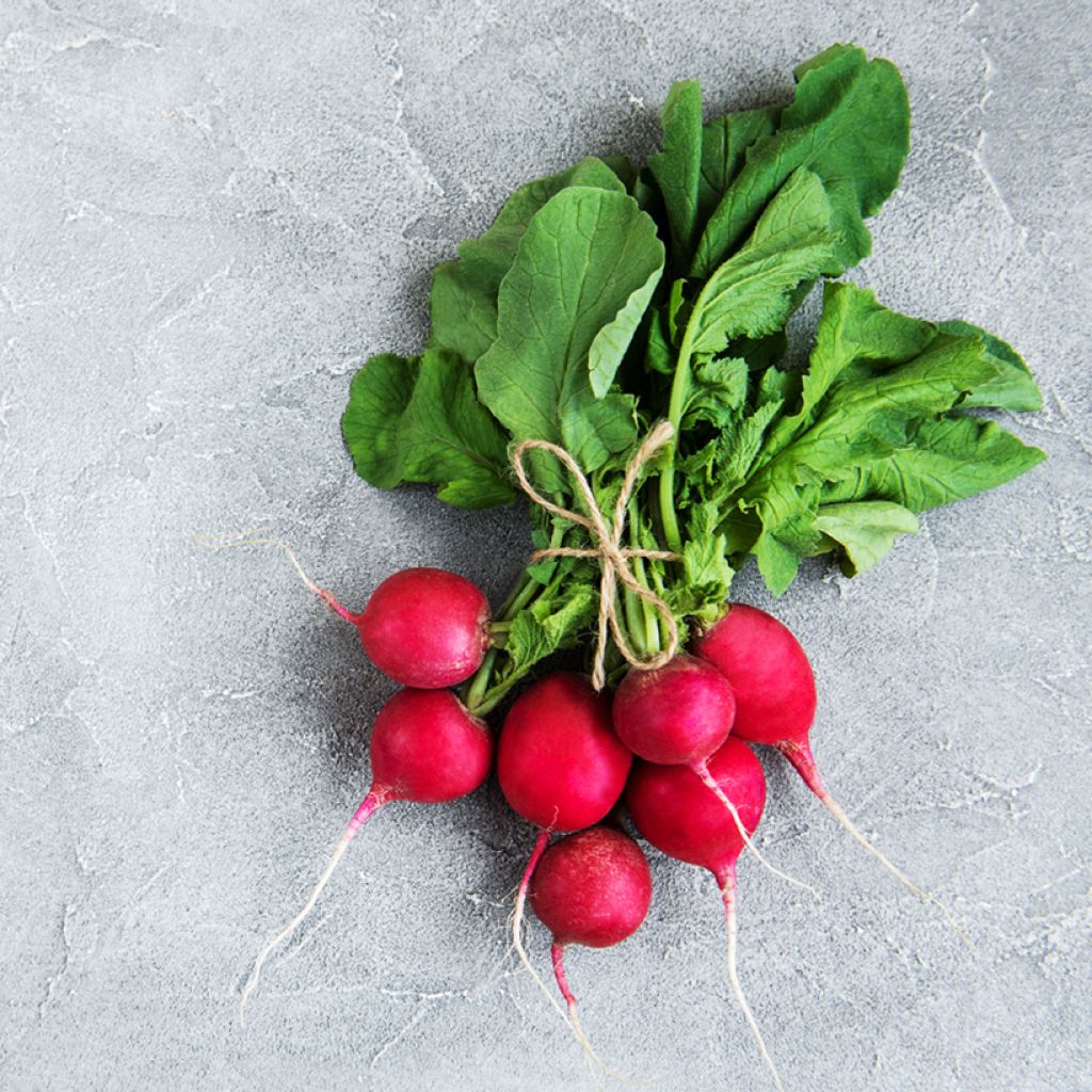 Radijs Ronde rode Saxa 2