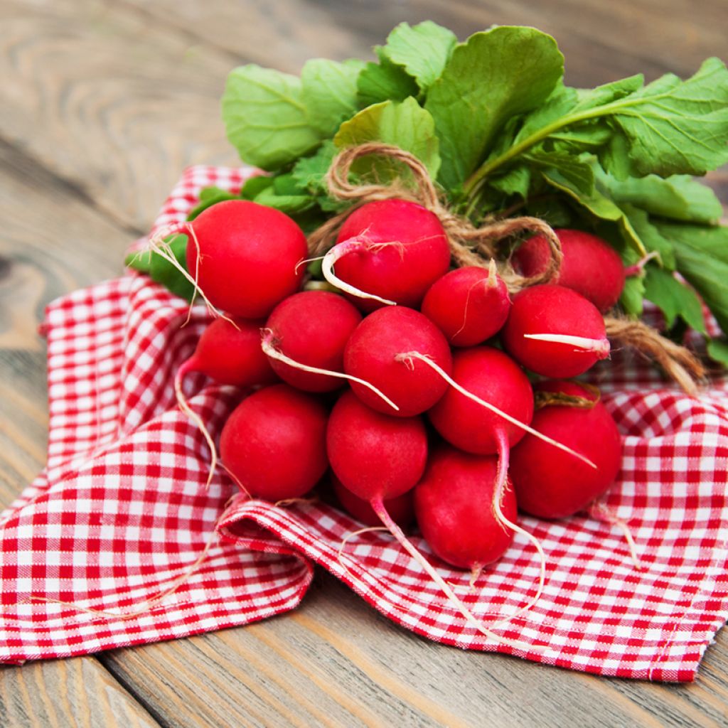 Radijs Scarlet Globe