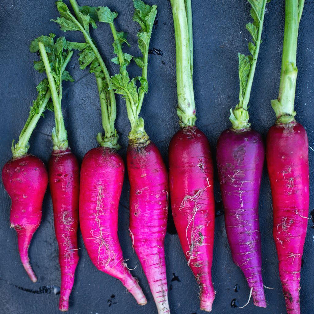 Radijs Violet de Gournay