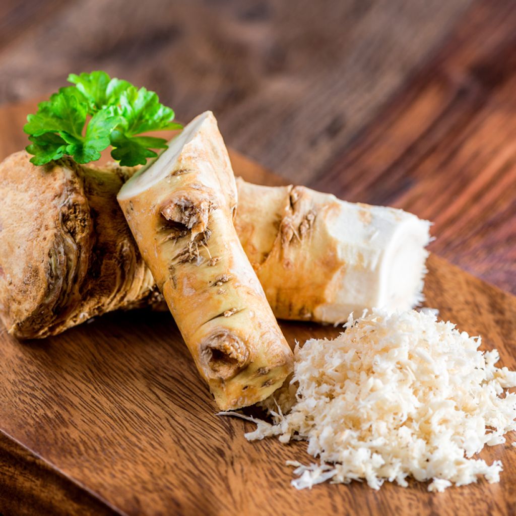 Mierik X 1 - Armoracia rusticana