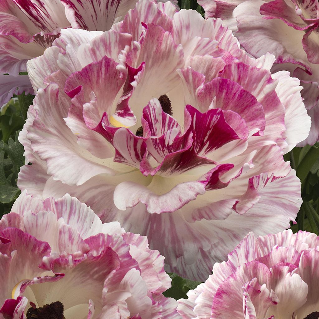 Ranunculus asiaticus Brushmark Cesar - Perzische ranonkel