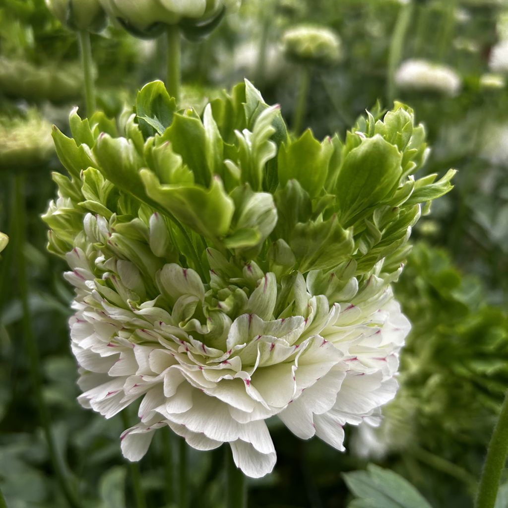 Ranunculus asiaticus Crown Giverny - Perzische ranonkel