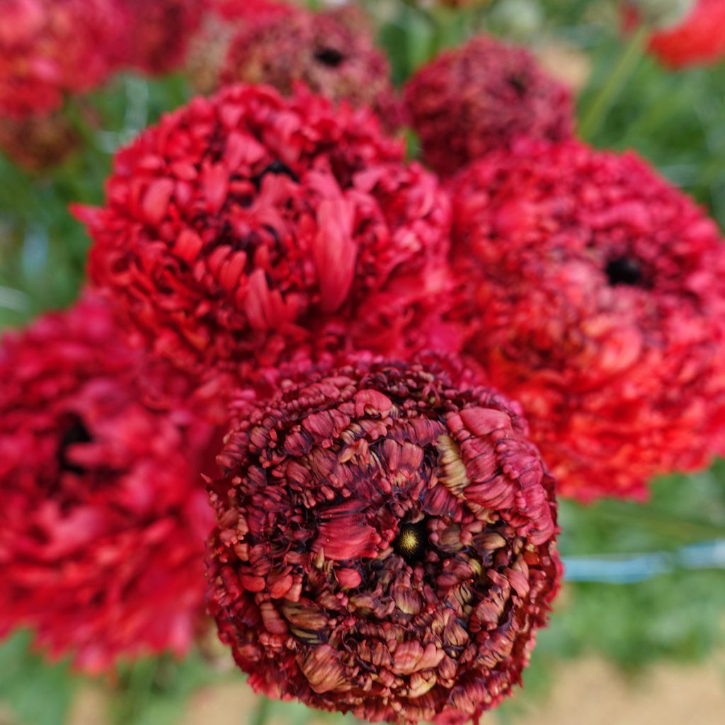 Ranunculus asiaticus Poodle Chaouen II - Perzische ranonkel