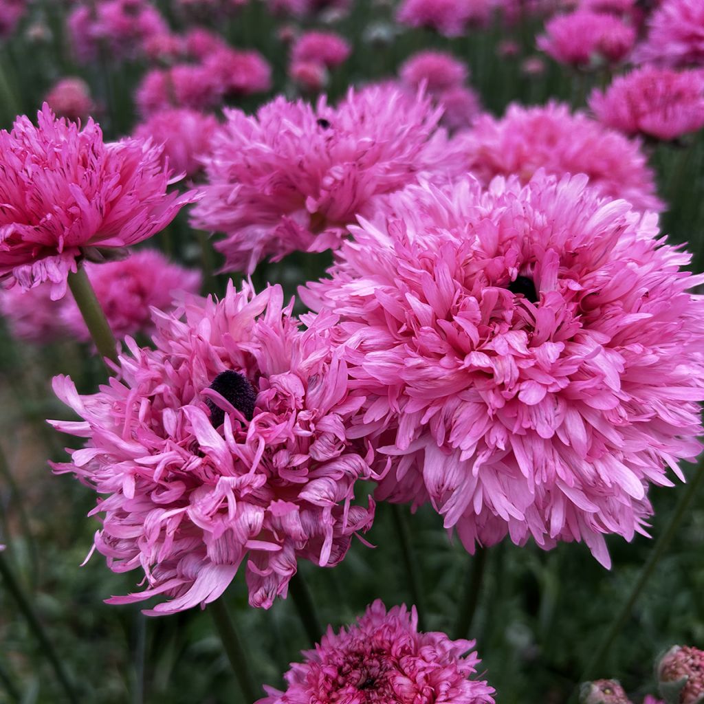 Ranunculus asiaticus Poodle Ramlia - Perzische ranonkel