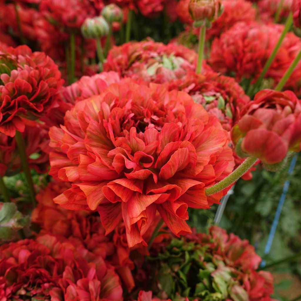 Ranunculus asiaticus Crown Bastille - Perzische ranonkel