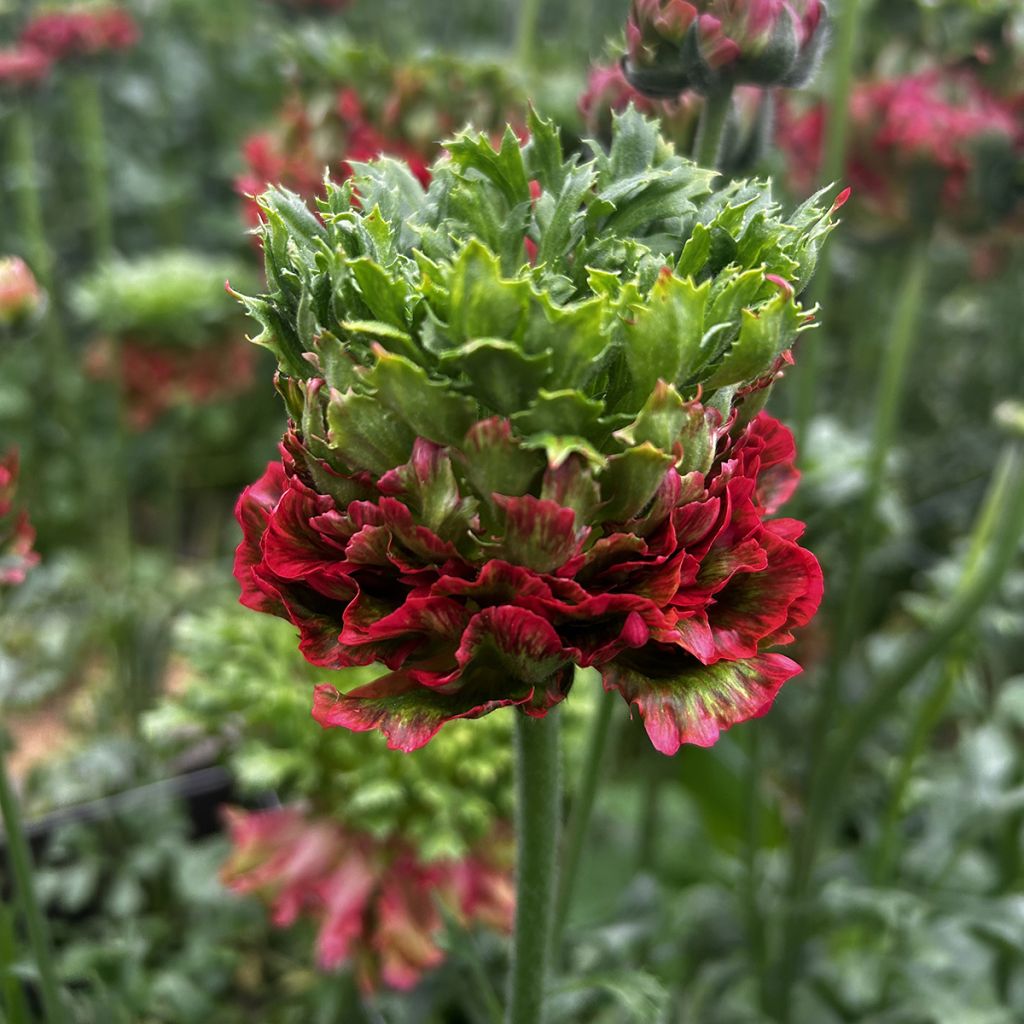 Ranunculus asiaticus Crown Bastille - Perzische ranonkel