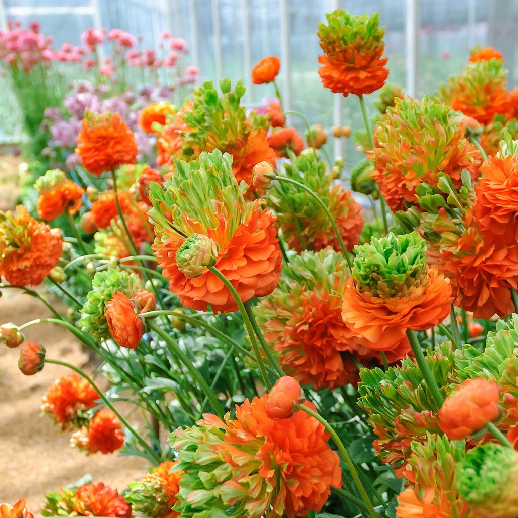 Ranunculus asiaticus Crown Nervion - Perzische ranonkel