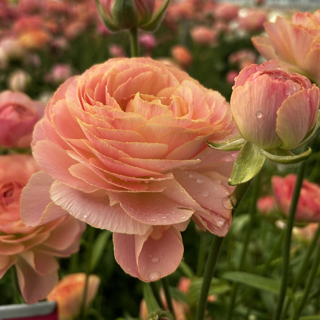 Ranunculus asiaticus Romance Nohant - Perzische ranonkel