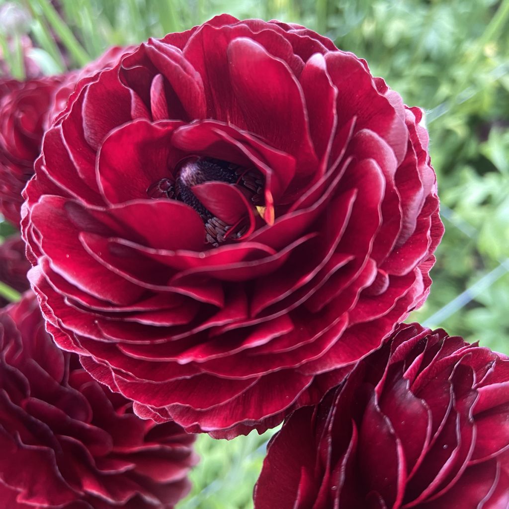 Ranunculus asiaticus Romance Perigord - Perzische ranonkel