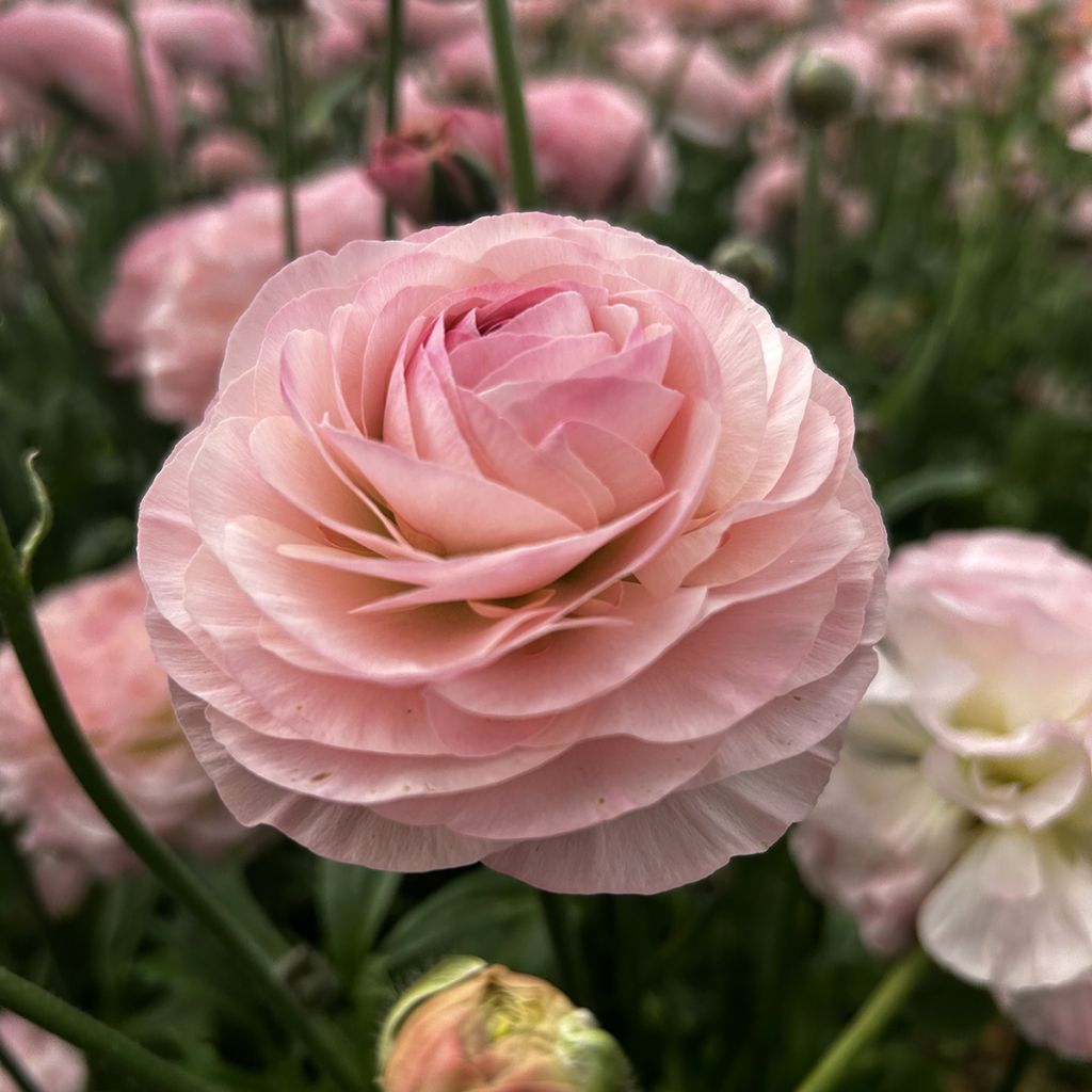 Ranunculus asiaticus Romance Seine - Perzische ranonkel