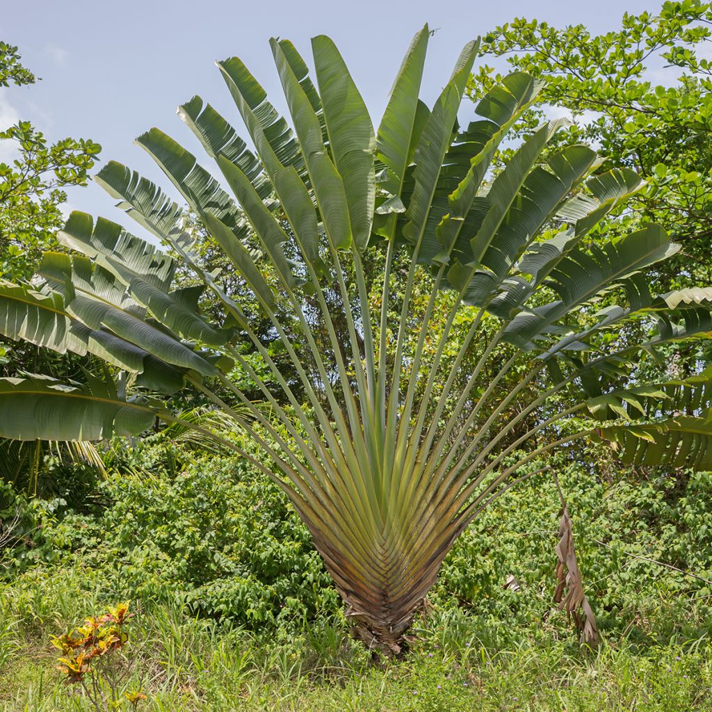Ravenala madagascarensis (zaad) - Reuzenwaaierpalm