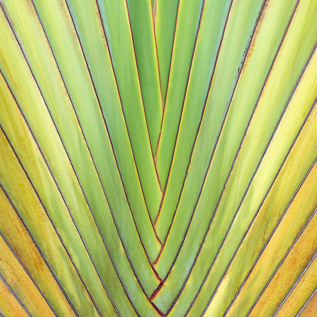 Ravenala madagascarensis (zaad) - Reuzenwaaierpalm