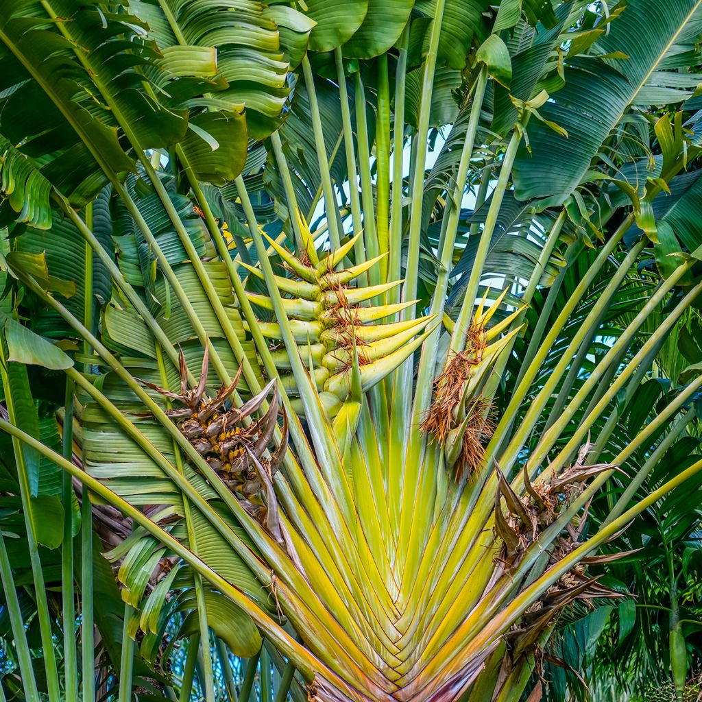 Ravenala madagascarensis (zaad) - Reuzenwaaierpalm