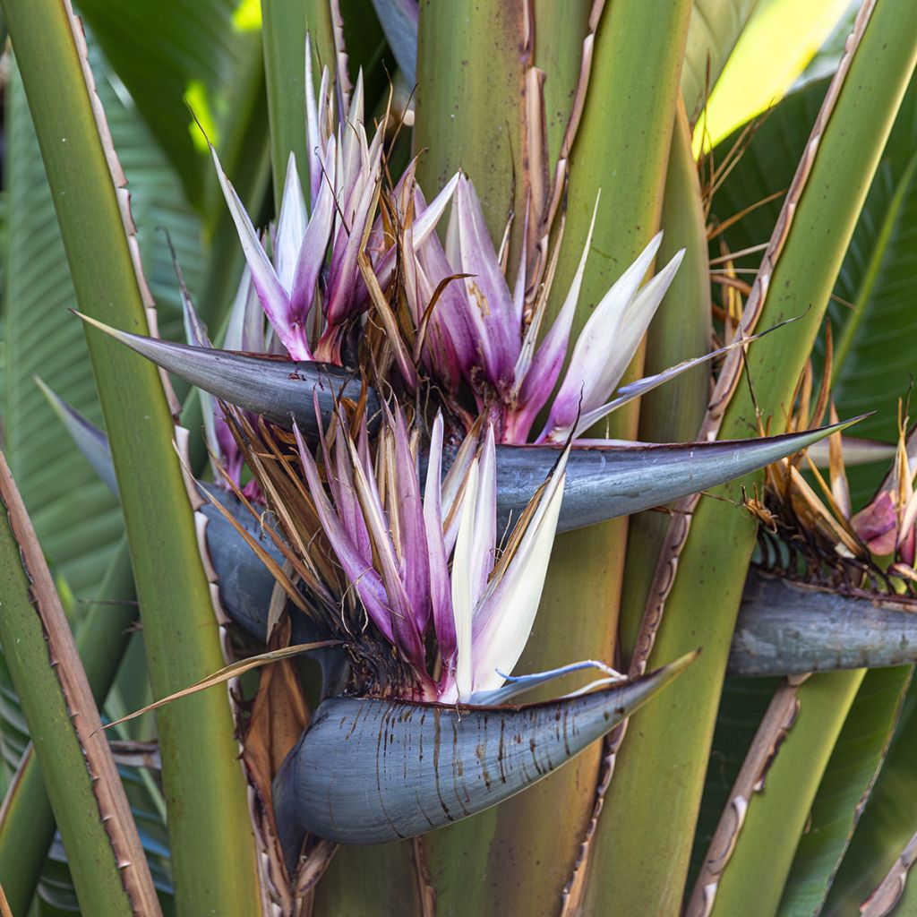 Ravenala madagascarensis (zaad) - Reuzenwaaierpalm