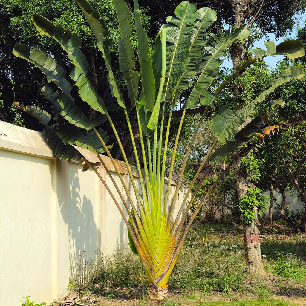 Ravenala madagascarensis (zaad) - Reuzenwaaierpalm