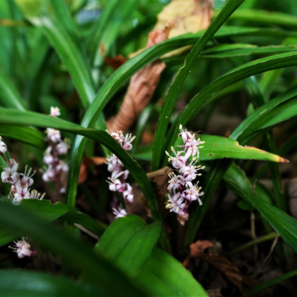 Reineckea carnea - Chinese lelietje-van-dalen