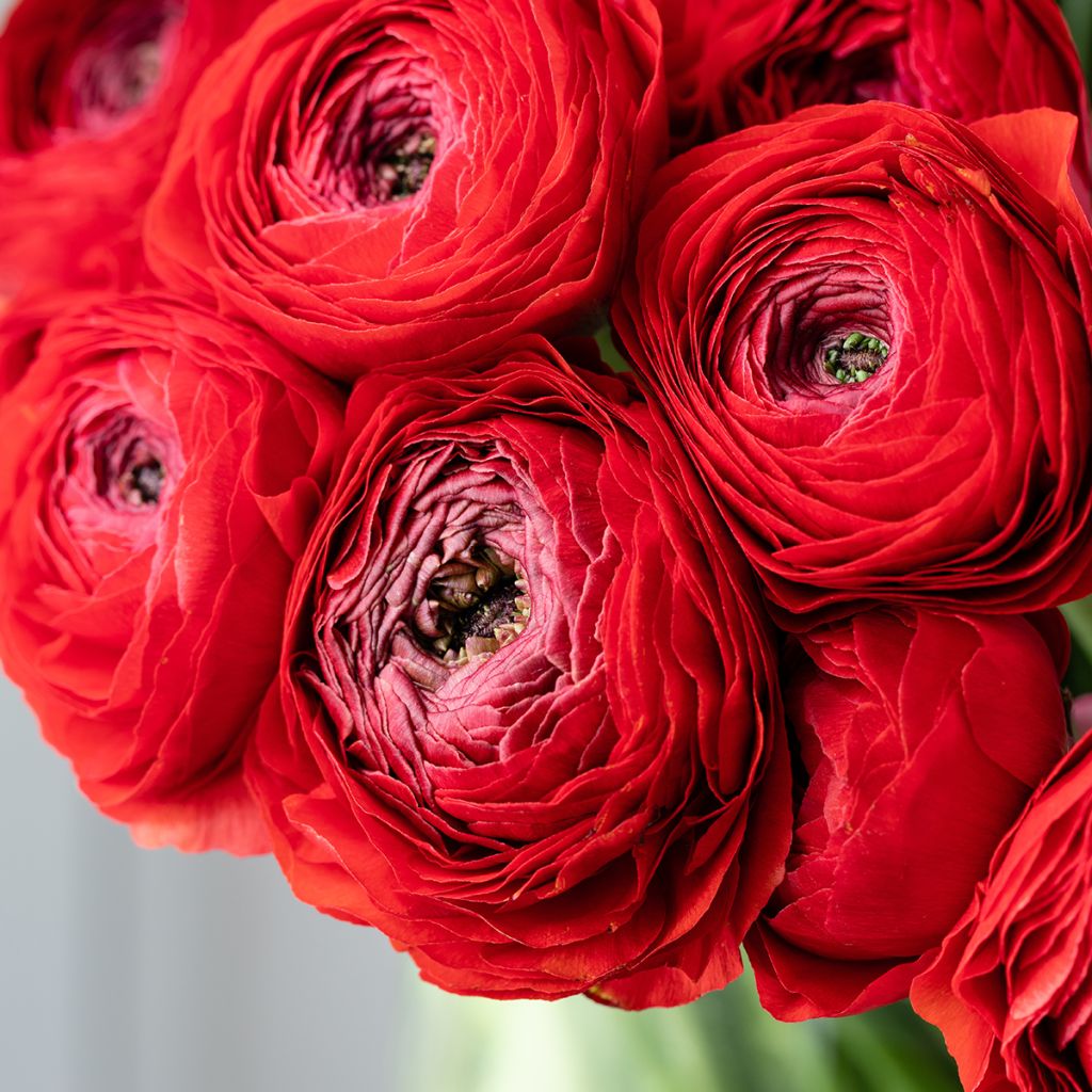 Ranunculus hybrida Vortex F1 Rood - Perzische ranonkel