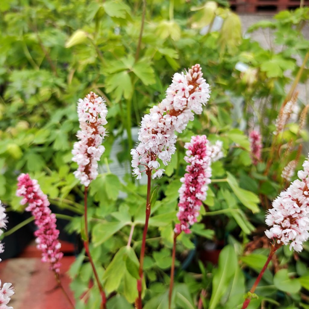 Persicaria affinis Donald Lowndes - Kruipduizendknoop