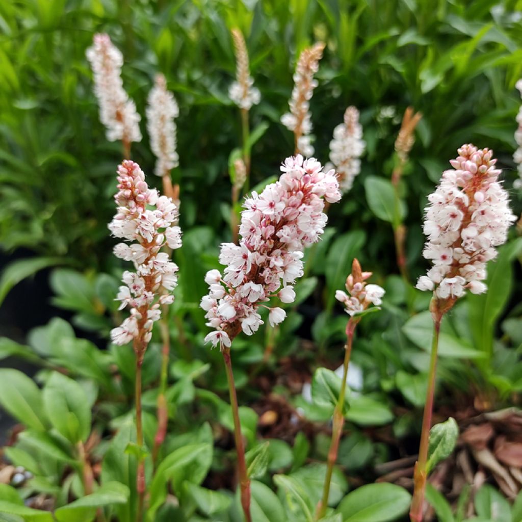 Persicaria affinis Donald Lowndes - Kruipduizendknoop