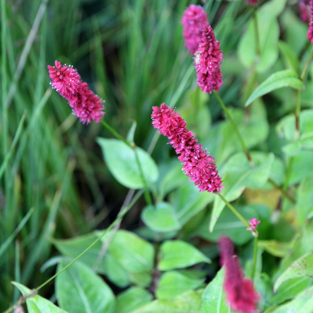 Persicaria amplexicaulis Blackfield - Duizendknoop