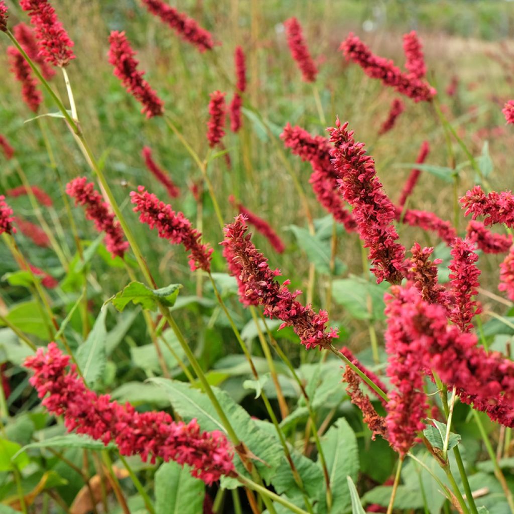 Persicaria amplexicaulis Fat Domino - Duizendknoop