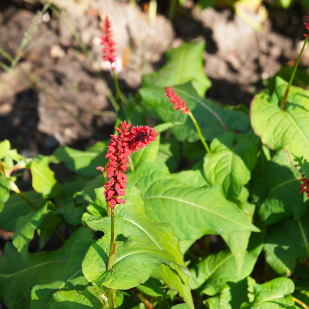Persicaria amplexicaulis JS Caliente - Duizendknoop