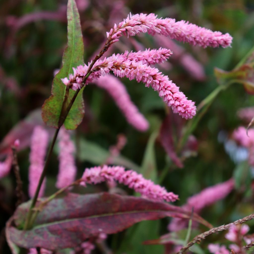 Persicaria amplexicaulis Pink Elephant - Duizendknoop