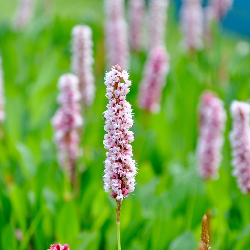 Persicaria bistorta Superba - Adderwortel