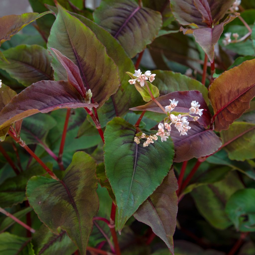 Persicaria microcephala Red Dragon - Duizendknoop