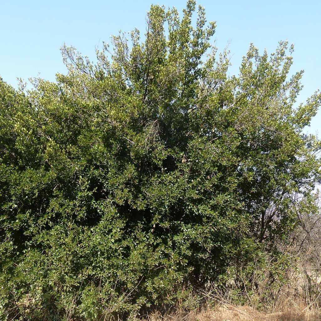 Rhamnus alaternus - Alaterne