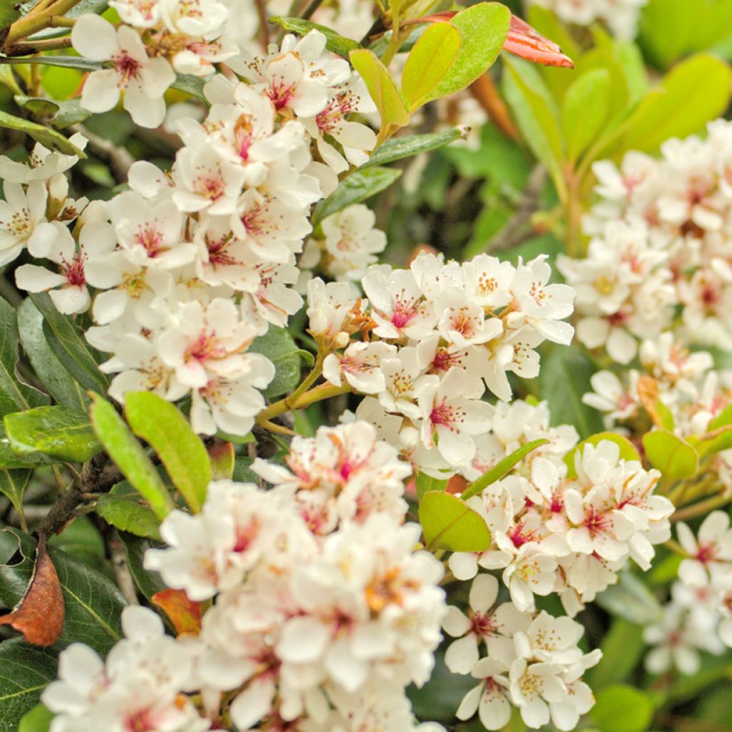 Rhaphiolepis umbellata Minor - Indiase meidoorn