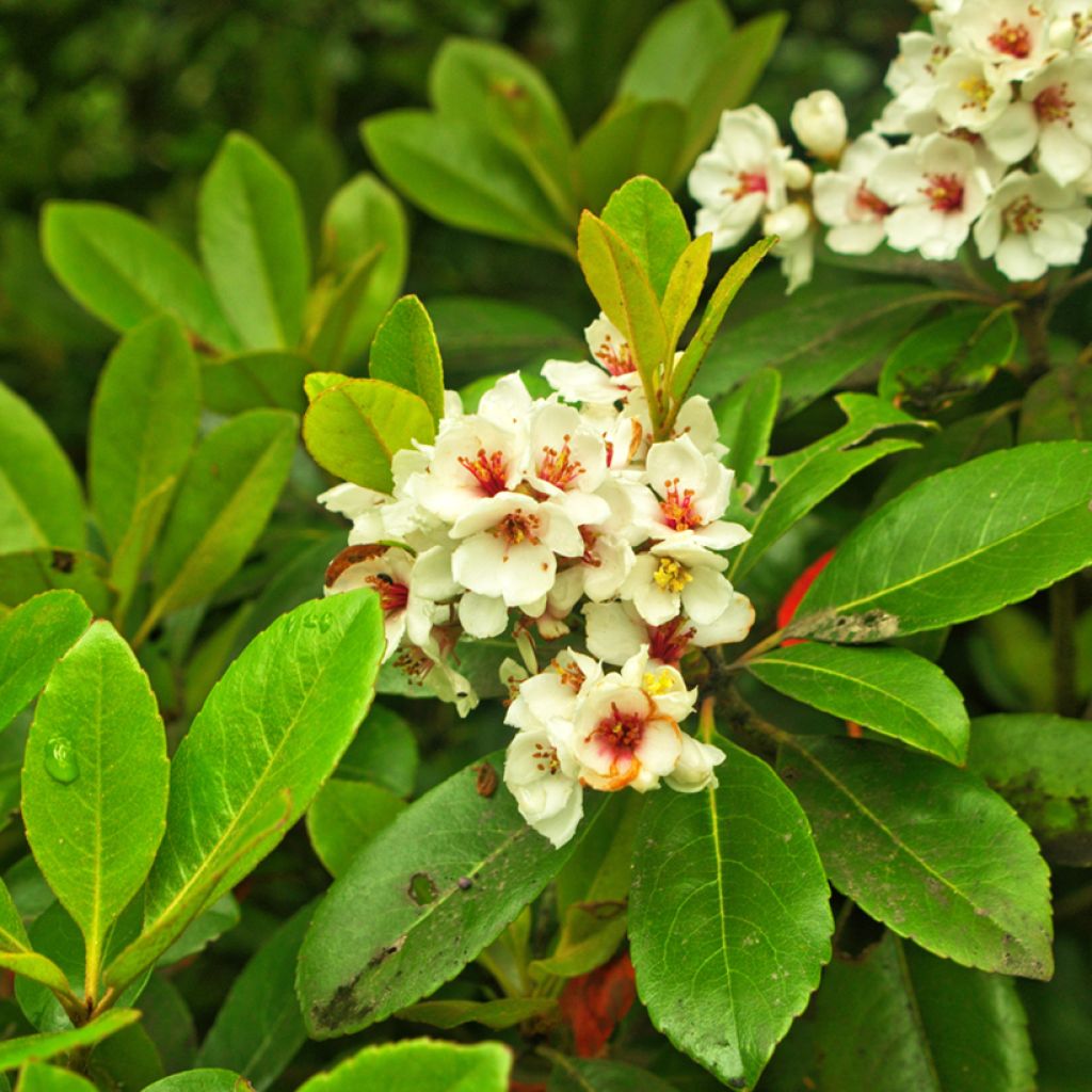 Rhaphiolepis umbellata Minor - Indiase meidoorn