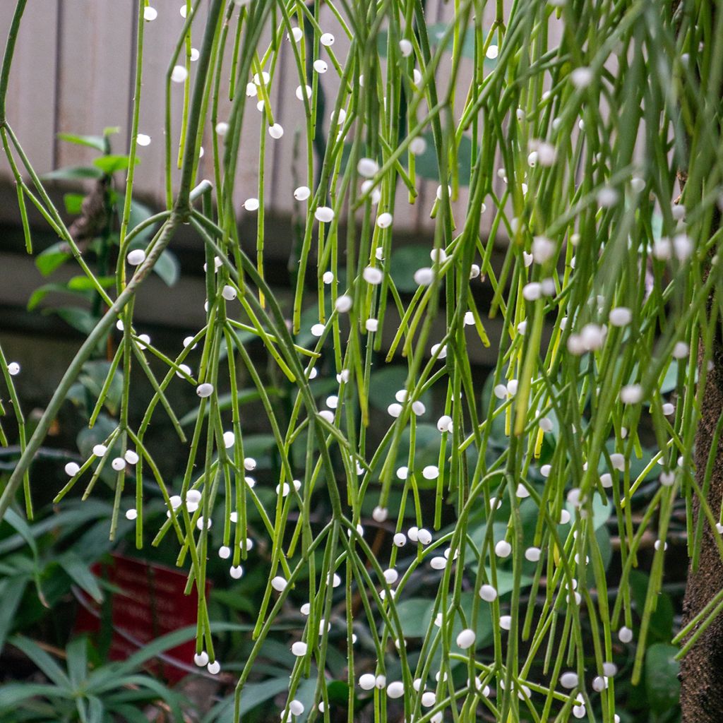 Rhipsalis baccifera - Koraalcactus