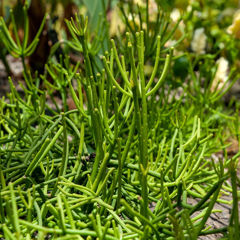 Rhipsalis baccifera - Koraalcactus