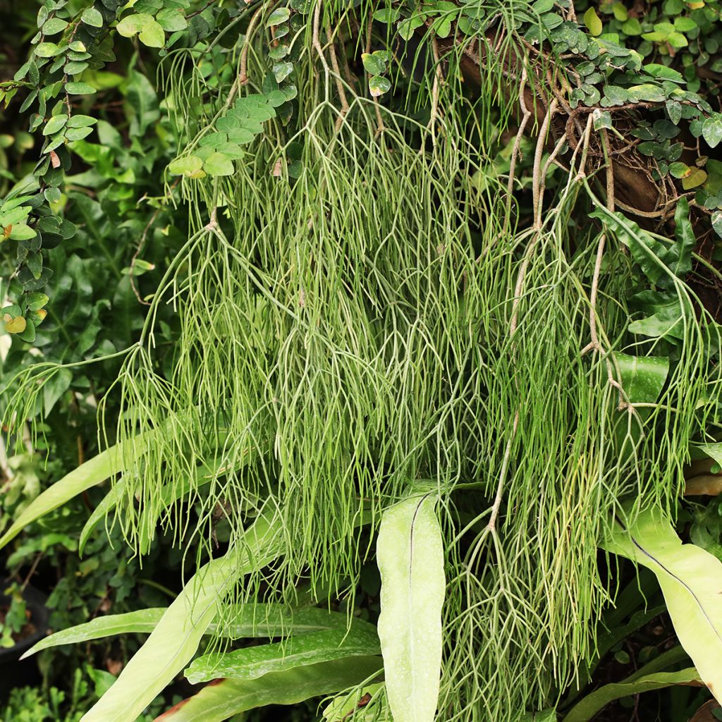 Rhipsalis baccifera - Koraalcactus