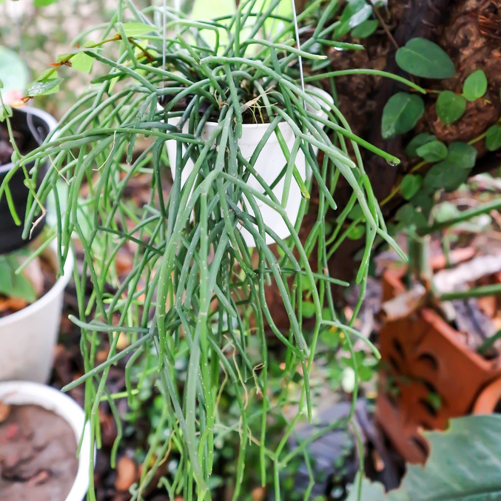 Rhipsalis cereuscula - Koraalcactus