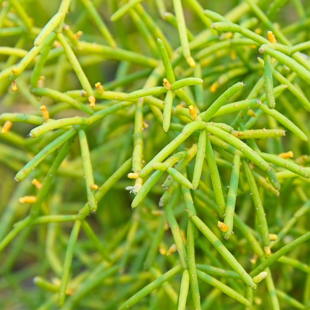 Rhipsalis cereuscula - Koraalcactus