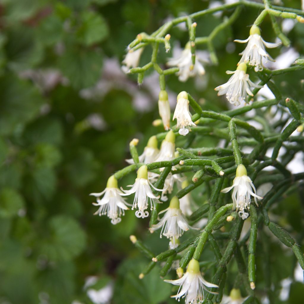 Rhipsalis cereuscula - Koraalcactus