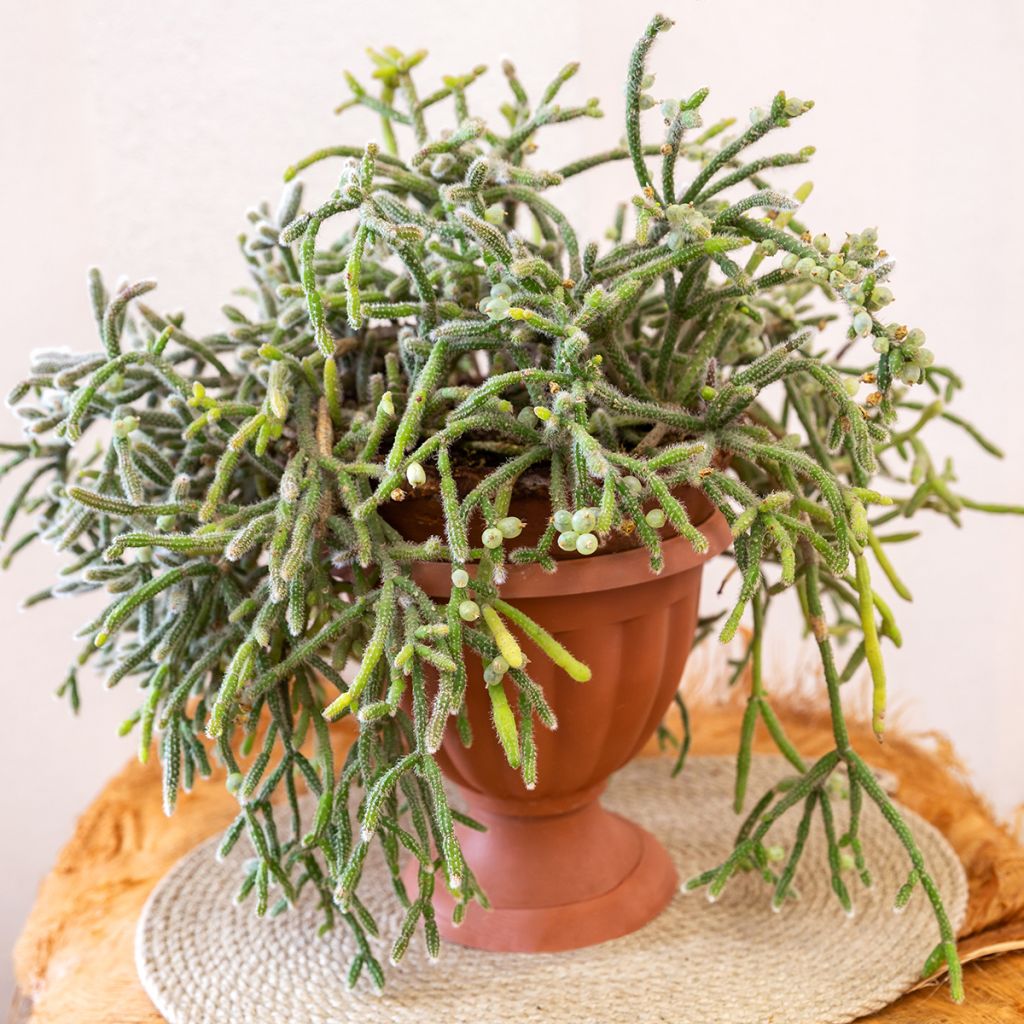 Rhipsalis horrida - Koraalcactus