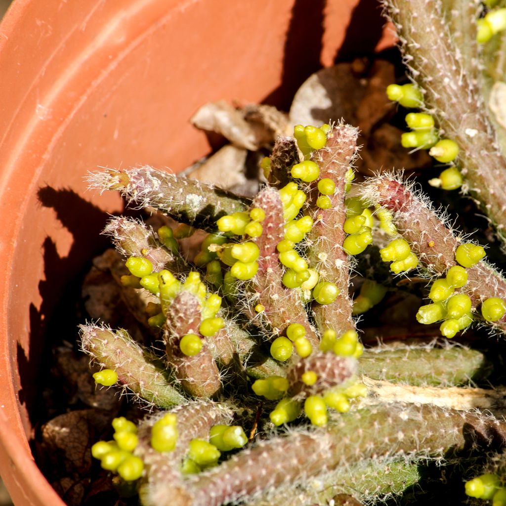 Rhipsalis horrida - Koraalcactus
