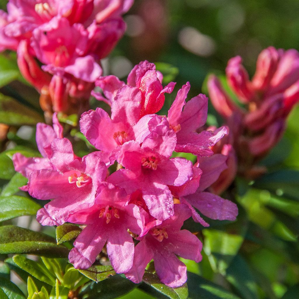 Rhododendron INKARHO Bloombux Magenta - Grootbloemige rododendron