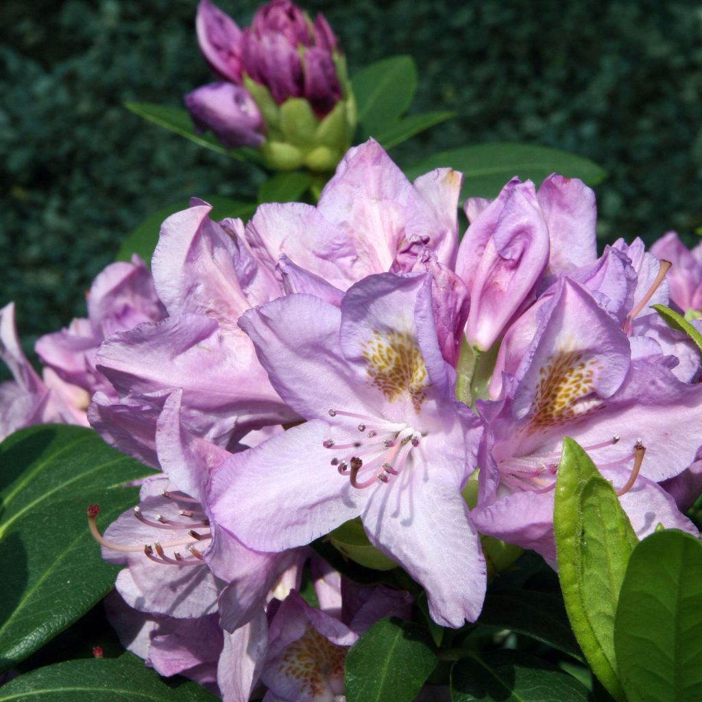 Rhododendron Grandiflorum - Grootbloemige rododendron
